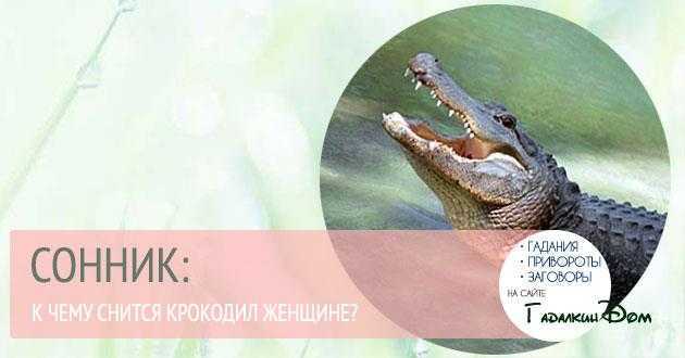 К чему снятся крокодилы в воде женщине — много и кусаются