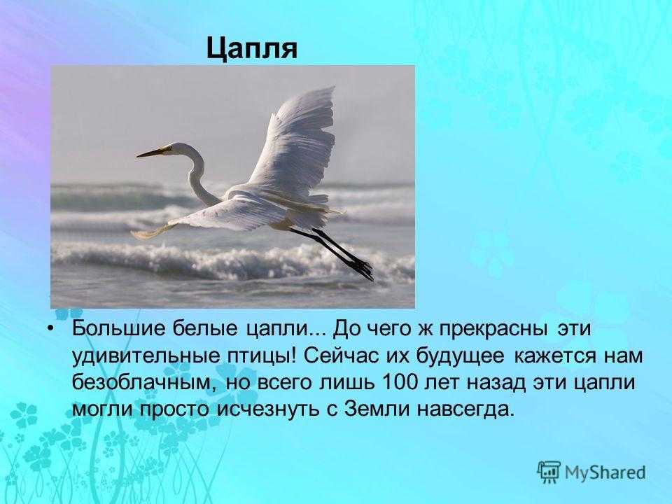 К чему снится цапля