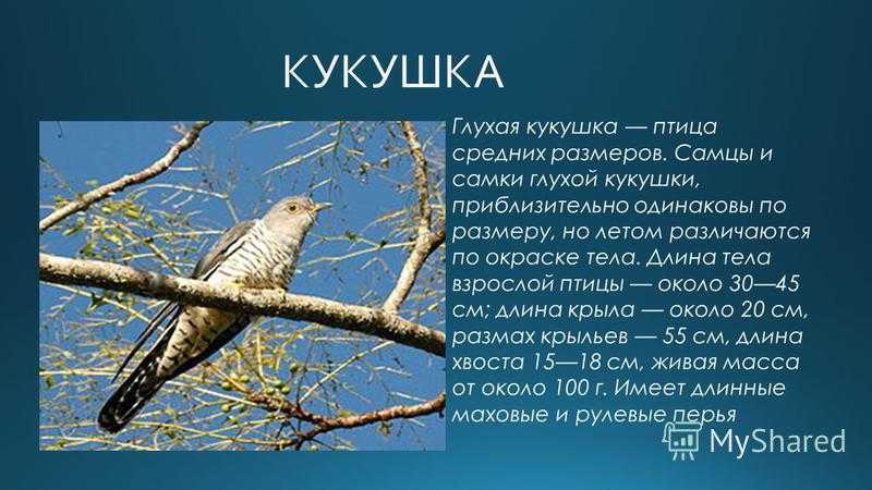 Значение сна про кукушку