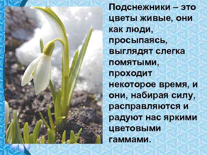 ᐉ сонник подснежники белые. к чему снятся подснежники по основным значениям и толкованиям сонников -