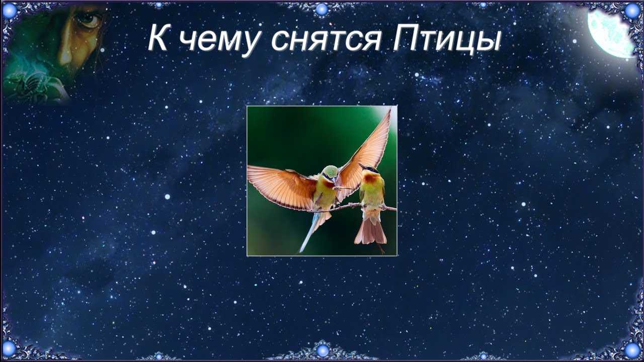 Жар-птица 😫💤 снится.ру | самый полный сонник