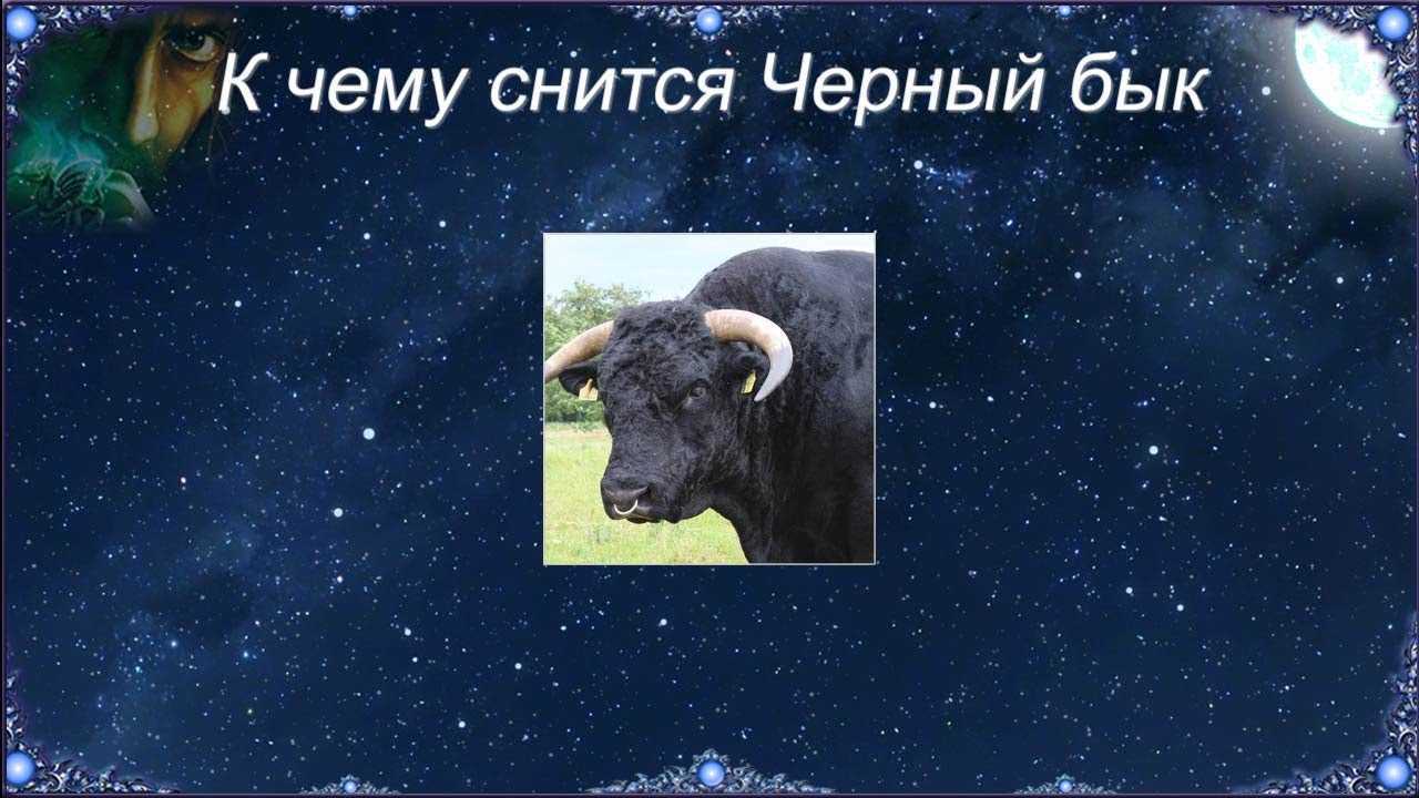 К чему снится черный бык – сонник