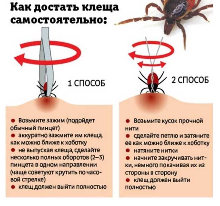К чему снится змея?