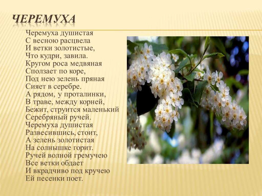 Сонник: к чему снится цветущая черемуха? значение и толкование сновидения.