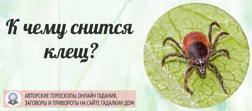 Сонник клещи ползают но не кусают. к чему снится клещи ползают но не кусают видеть во сне - сонник дома солнца