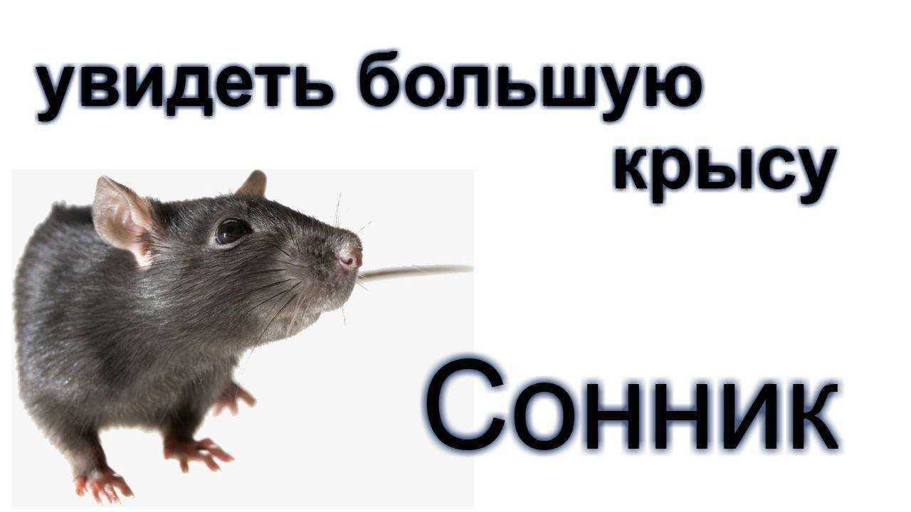 Сонник - крыса, к чему снится крыса во сне приснилась