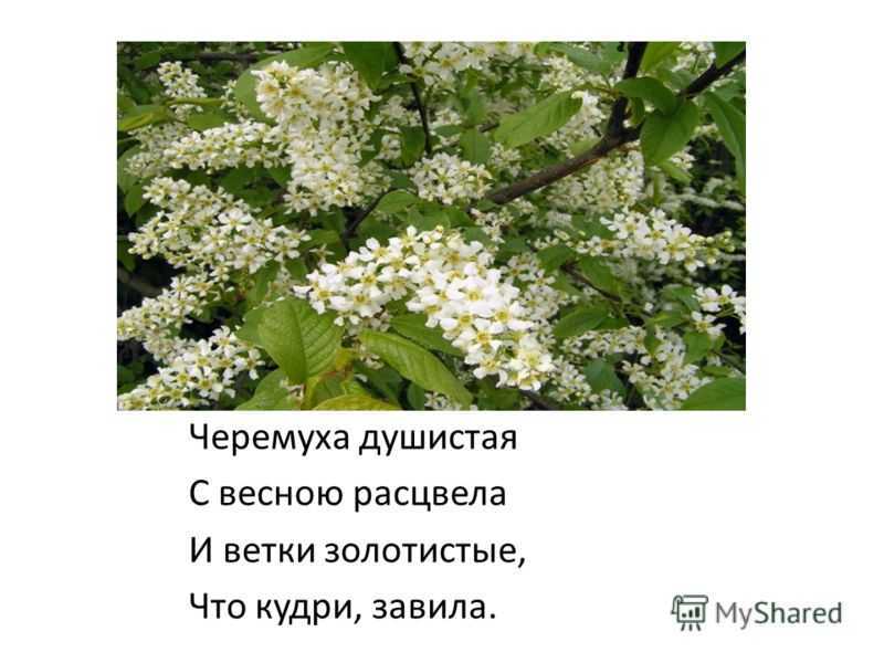 Сонник: черемуха - к чему снится цветущее дерево и есть ее черные ягоды?