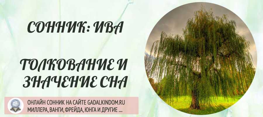 Сонник ива к чему снится во сне? видеть иву что означает?
