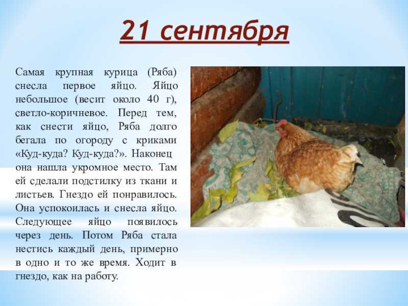 К чему снится курица. видеть во сне курица - сонник дома солнца