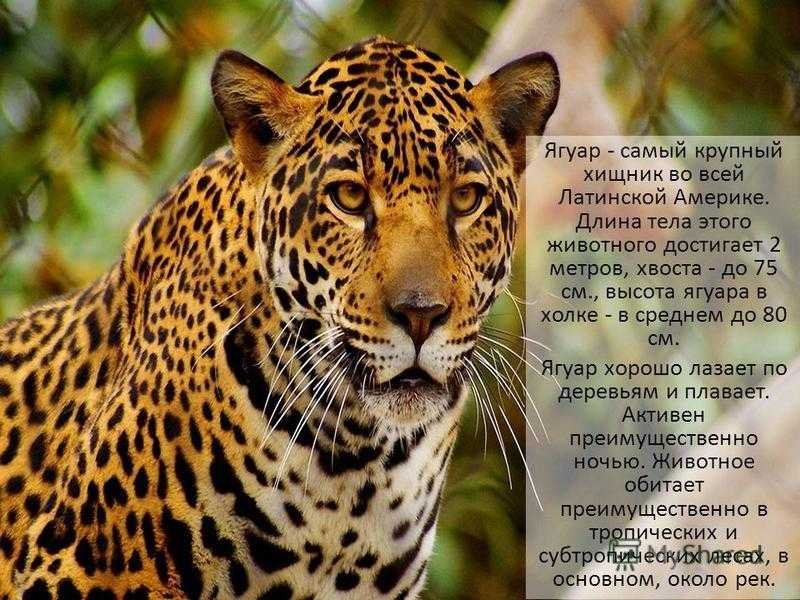 Сонник кот и ягуар. к чему снится кот и ягуар видеть во сне - сонник дома солнца