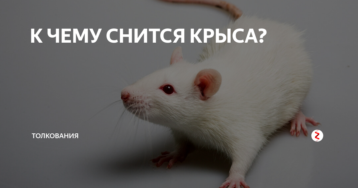 К чему снятся крысы - толкование снов. значение снов с крысами для женщин и мужчин