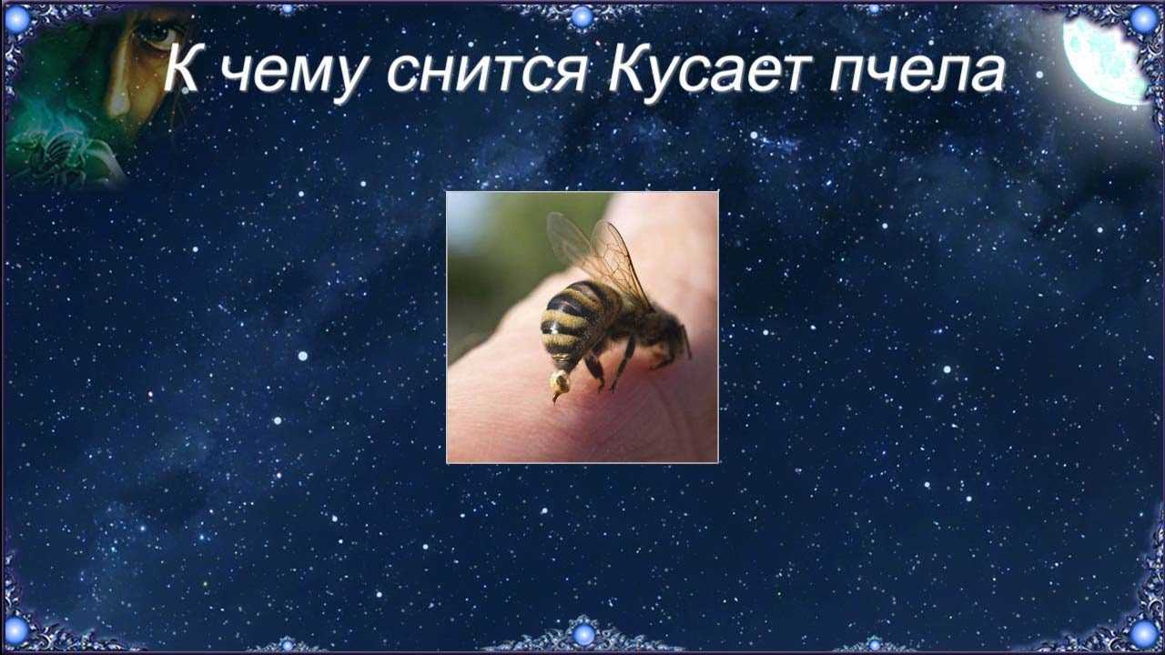 К чему снятся пчелы: толкование снов о пчелах по сонникам | пчелы | пчеловод.ком