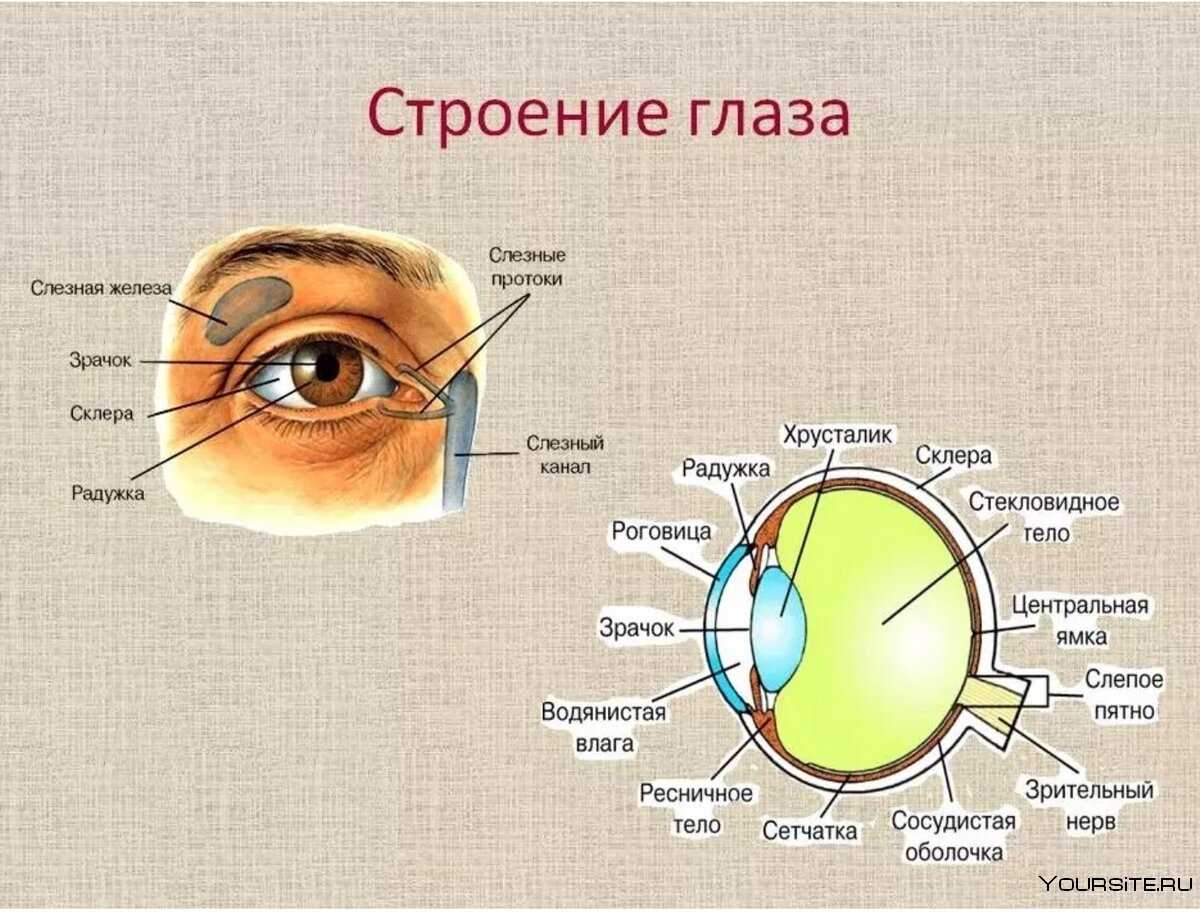 К чему снятся глаза человека: видеть свои глаза в зеркале, человек без глаз трактовка по сонникам и цвету