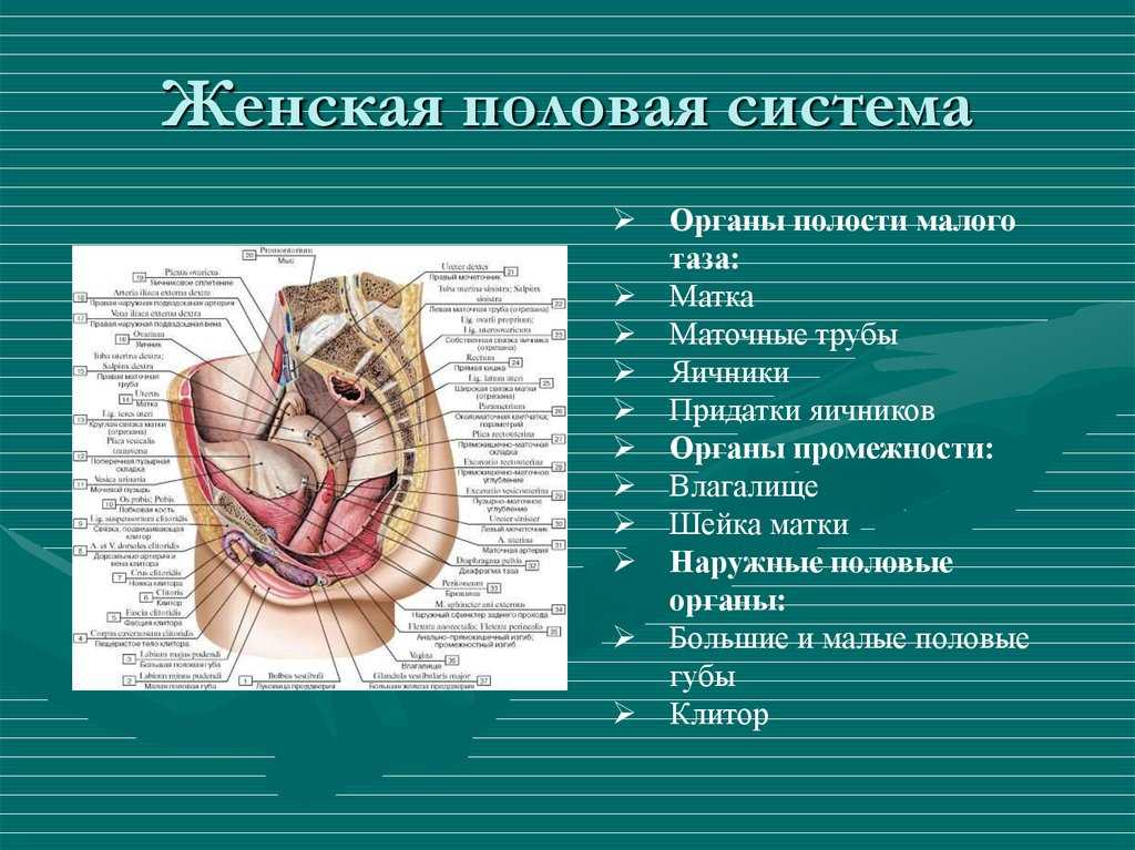 К чему снится женские половые органы? подробно растолкует интимный сонник