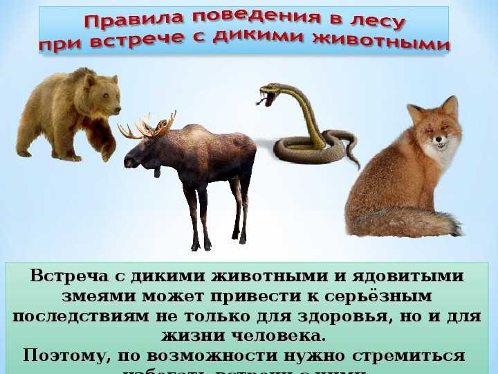 Сонник звери  приснились, к чему снятся звери во сне видеть?