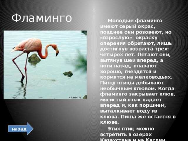 К чему снится фламинго женщине или мужчине — 45 толкований из разных сонников