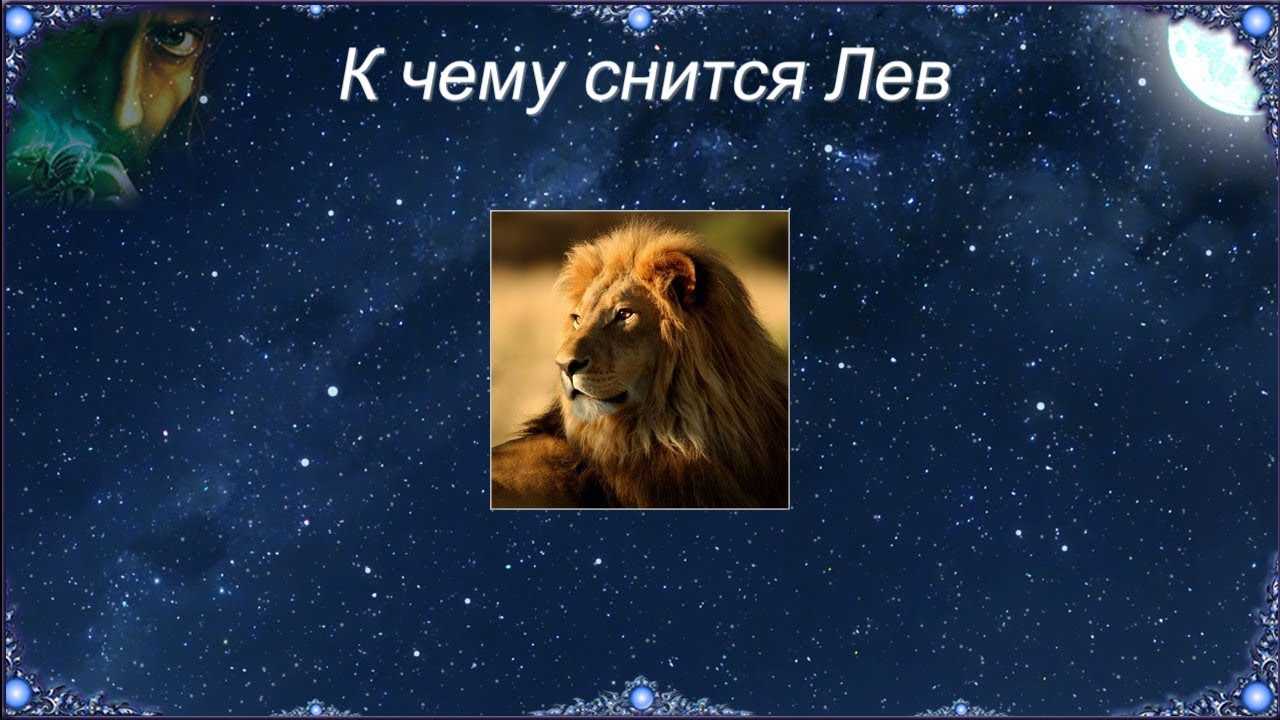 Сонник лев к чему снится во сне? видеть льва что означает?