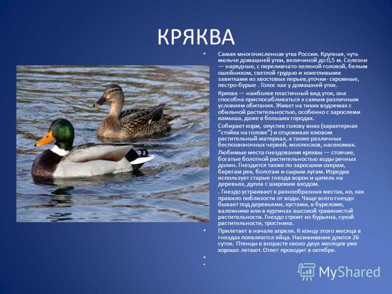 К чему снятся утята: девушке, женщине, беременной, мужчине – толкование по разным сонникам