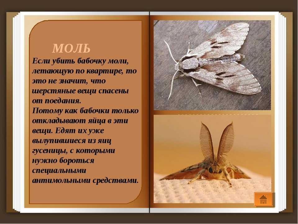 Сонник голубой мотылек. к чему снится голубой мотылек видеть во сне - сонник дома солнца