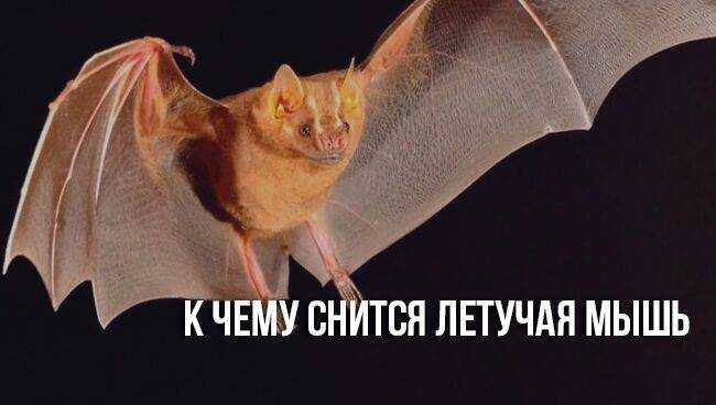 К чему снятся летучие мыши: черные и белые, нападают и кусают, залетают в квартиру