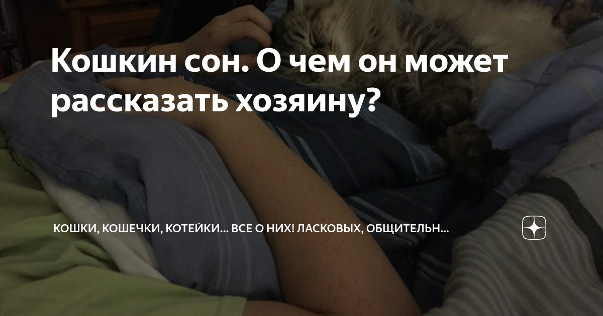 Как расшифровать сон о белой кошке — 43 точных значения