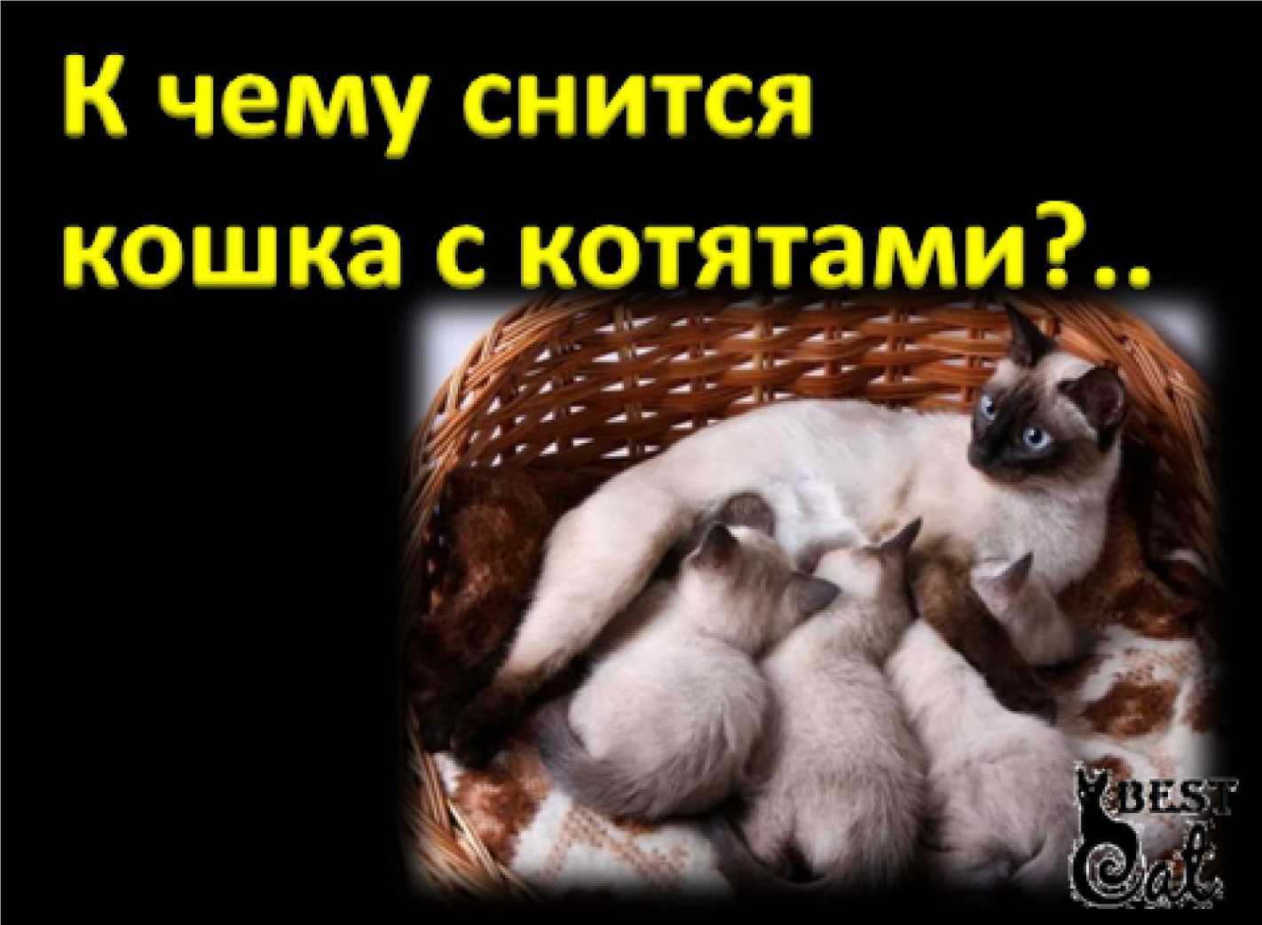 К чему снится кот