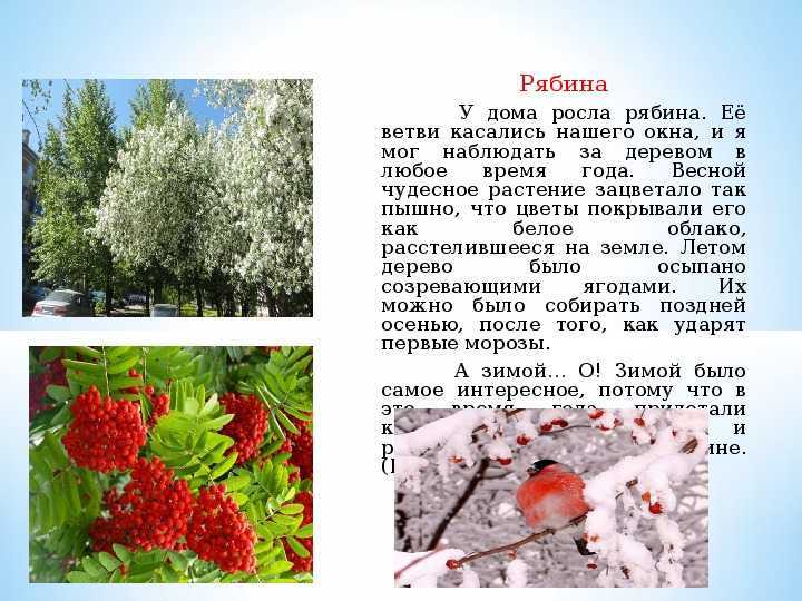Сонник собирать плоды дерева. к чему снится собирать плоды дерева видеть во сне - сонник дома солнца