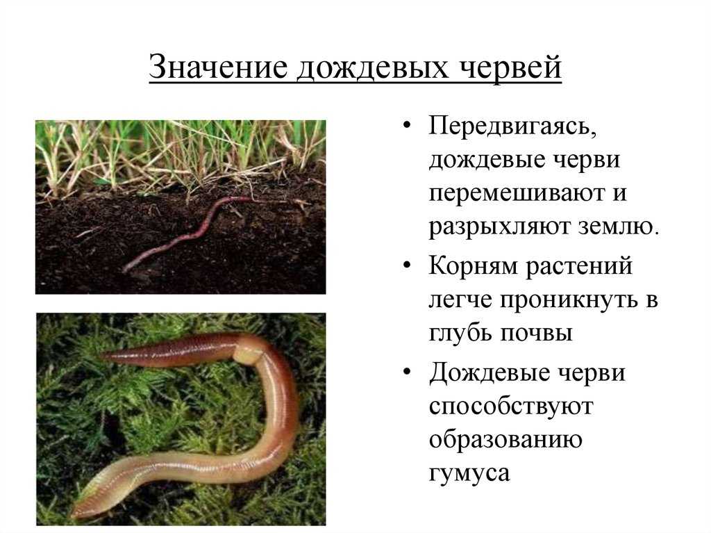 Примета червяк в еде