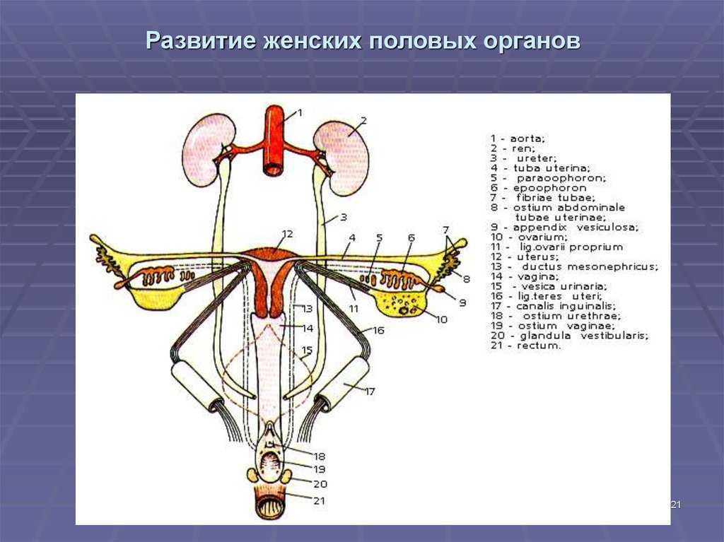 К чему снится  мужчина во сне — по 90 сонникам! если видишь во сне мужчина что значит?