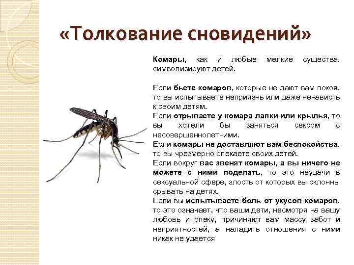 Сонник оса, к чему снится оса, во сне оса
