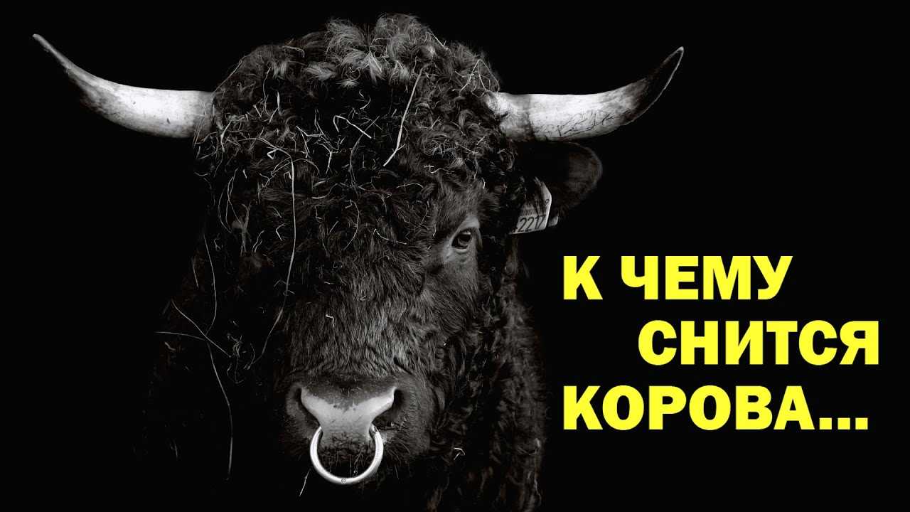 К чему снится бык