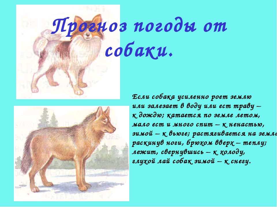 Приметы про собак: сбить на машине, пришла в дом
