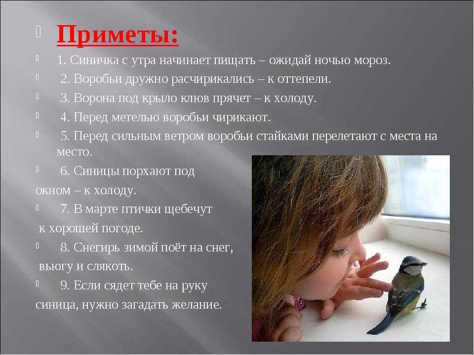 К чему снится воробей. птица в снах женщины.