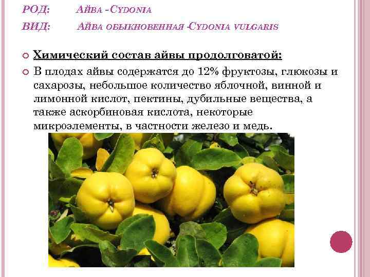 К чему снится айва по соннику? видеть во сне айву – толкование снов.