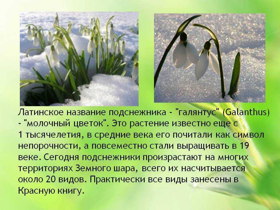 Собирать цветы подснежники
