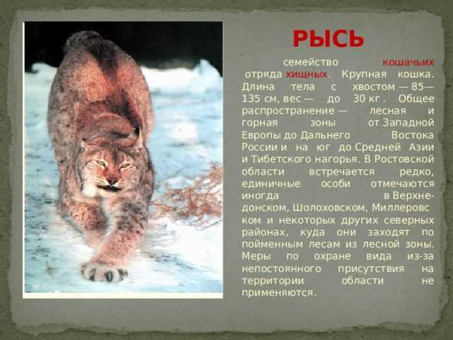 К чему снится рысь?