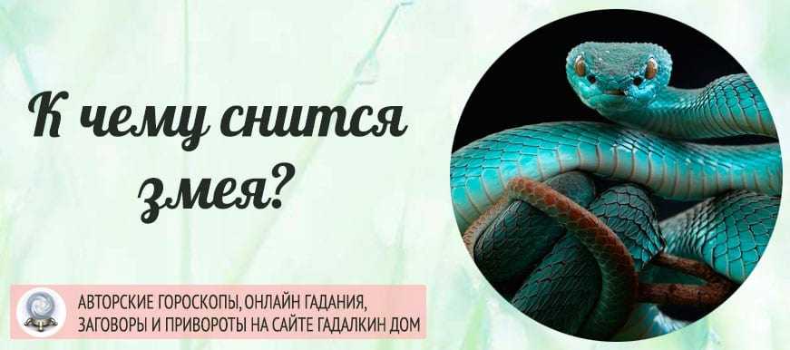 Сонник змея кидается. к чему снится змея кидается видеть во сне - сонник дома солнца
