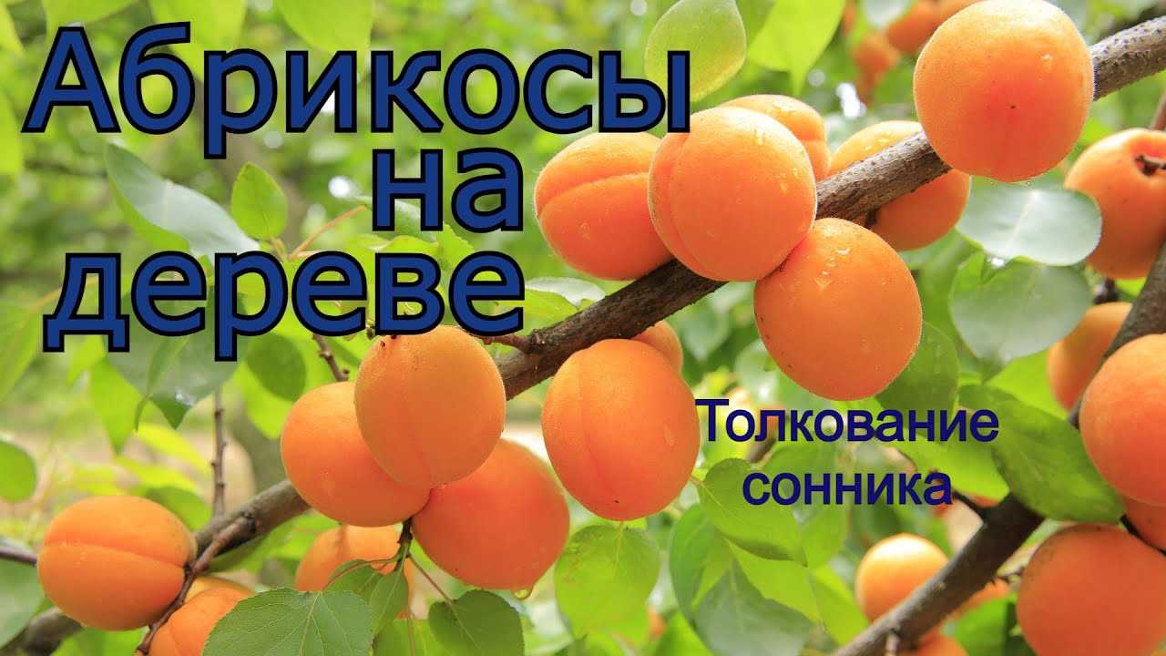 К чему снятся абрикосы — толкования из разных сонников