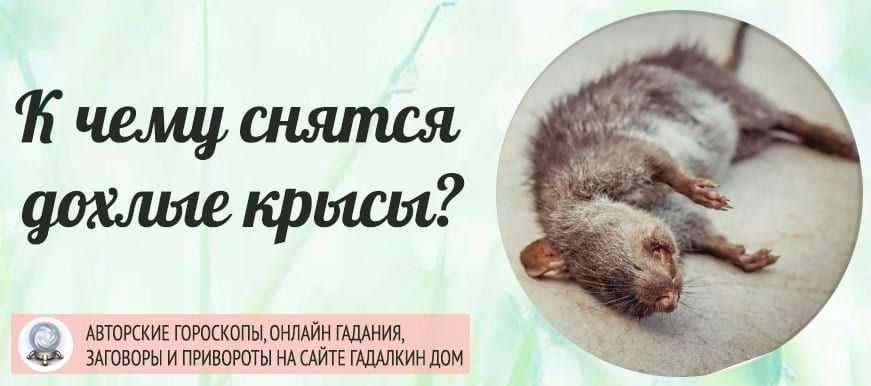 К чему снится мышь?