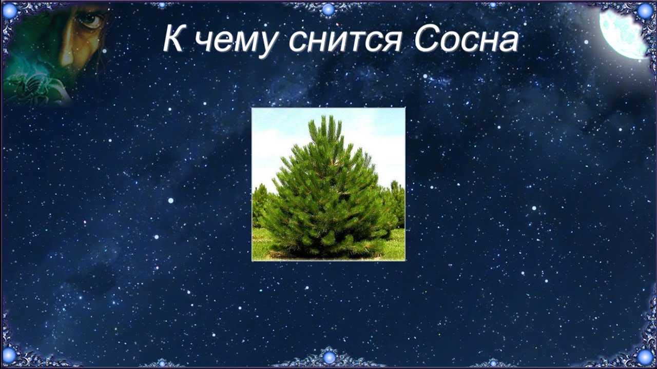 К чему снится праздновать новый год. к чему снится новый год