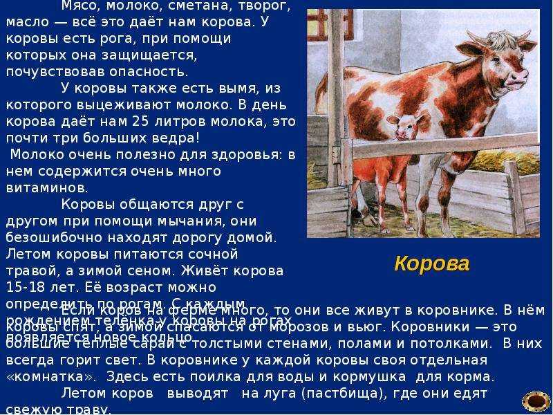 К чему снится стадо коров: что говорят сонники миллера, ванги, фрейда и других. толкование снов о стаде быков или коров -