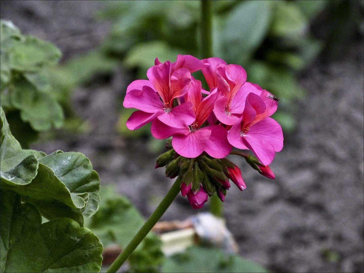 К чему снится герань 🌸 — топ 10 толкований сна ❗ по сонникам: что означает для мужчины или женщины видеть этот цветущий красный, белый либо розовый цветок в горшке