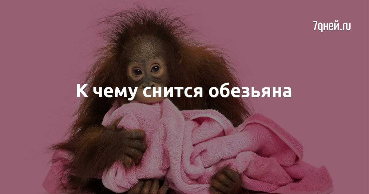 К чему снится обезьяна. видеть во сне обезьяна - сонник дома солнца