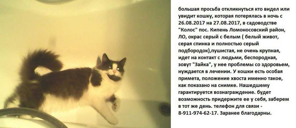 К чему снится мертвая кошка?