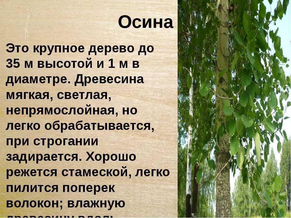 К чему снится дерево, когда во сне пилишь дерево – это к разводу? основные толкования разных сонников - к чему снится дерево - автор екатерина данилова - журнал женское мнение
