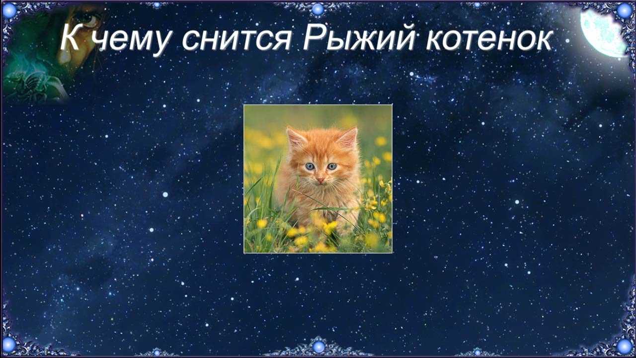 К чему снится рыжий кот