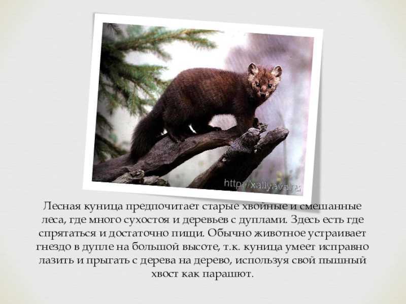 Сонник куница  приснилась, к чему снится куница во сне видеть?