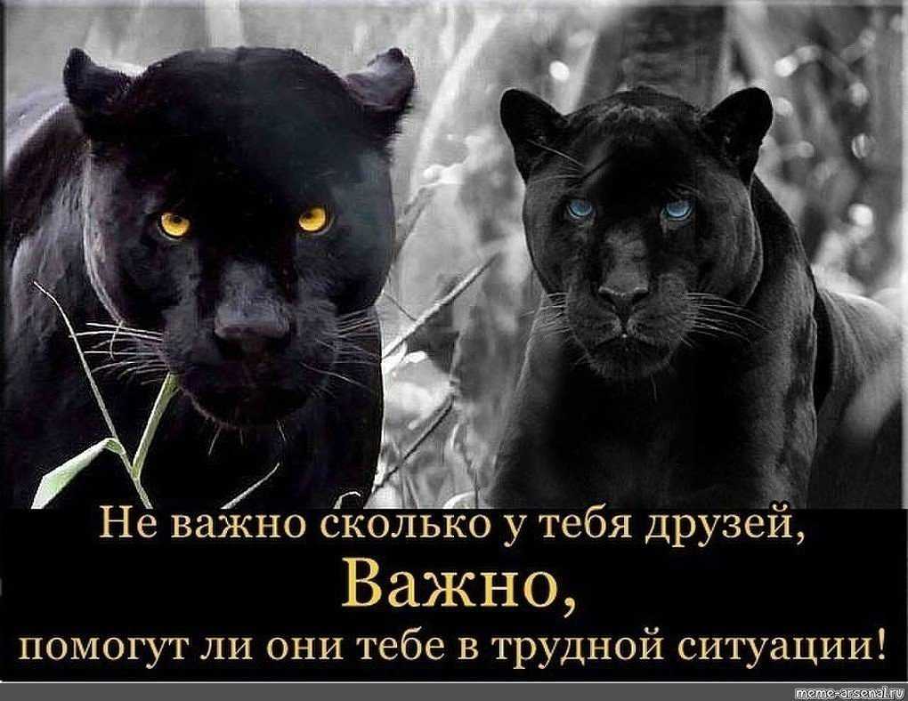 Сонник ягуары: к чему снятся ягуары  женщине или мужчине