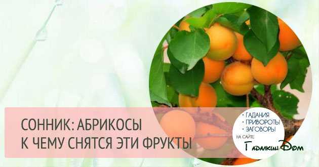 Сонник абрикосы к чему снится во сне? видеть абрикосы что означает?