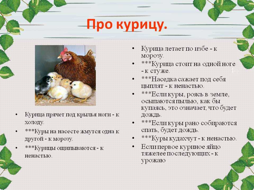 К чему снится мёртвая курица: толкование сна по разным сонникам